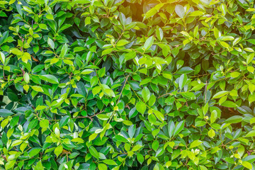Green bush background
