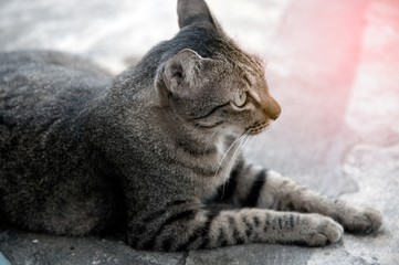 The grey cat lies relax on the floor.