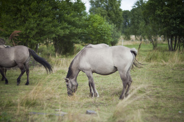 Obraz na płótnie Canvas Polish primitive horses on the meadow