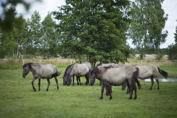 Obraz premium Polskie prymitywne konie na łące