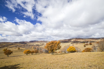 In autumn, trees on the hillside