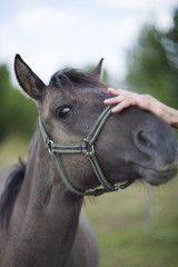 Polish primitive horses on the meadow