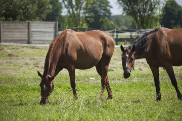 Polish primitive horses on the meadow