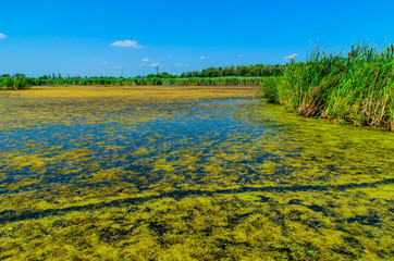 Fototapeta premium Green algae on surface of the lake