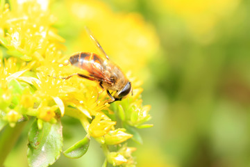 Bee