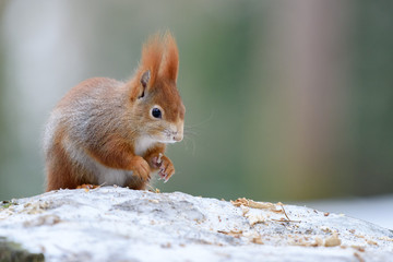 Red squirrel in winter