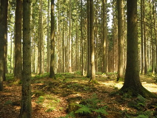 Fototapeta na wymiar Wald mit Bäumen