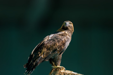 large bird of prey