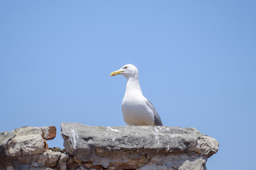 Portrait of city seagull 1
