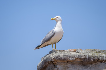 Portrait of city seagull 1
