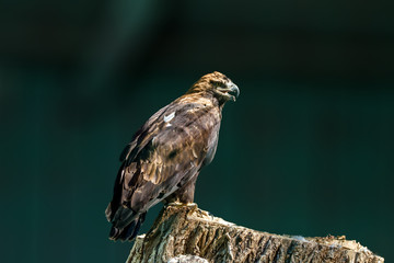 large bird of prey