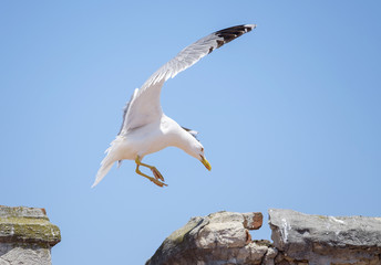 Seagull jumps to the roof
