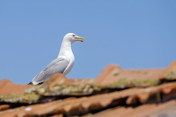 Portrait of city seagull 3