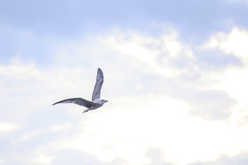 Seagull fly in the sky 1