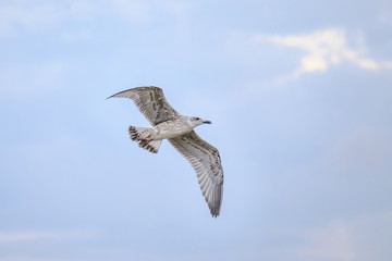 Seagull fly in the sky 2