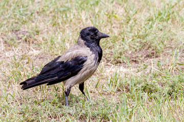 Fototapeta premium daw bird walking in a meadow