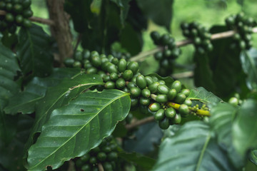 fresh Coffee tree Green coffee beans Organic