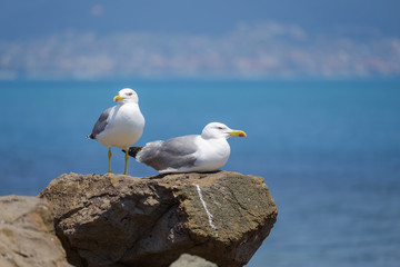 A couple of gulls sunbathing near the sea 4