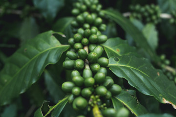 fresh Coffee tree Green coffee beans Organic