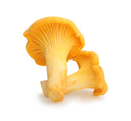 Chanterelle isolated on white, edible wild mushroom.