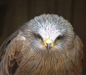 Predator