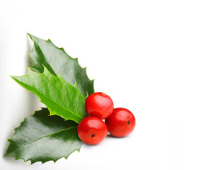 Holly berry leaves isolated 