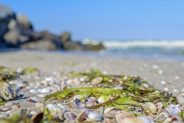 Sandy beach with seashells and seaweed 1