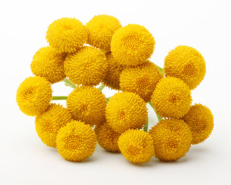 Tanacetum Vulgare flowers isolated