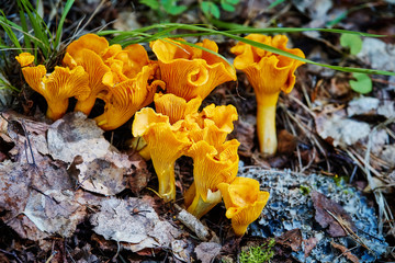 Group of chanterelle mushroom in the wood, CANTHARELLUS CIBARIUS - obrazy, fototapety, plakaty