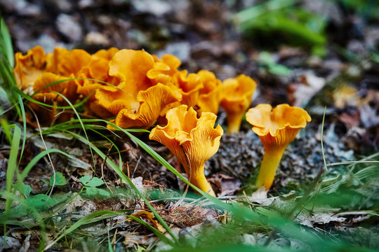 Group of chanterelle mushroom in the wood, CANTHARELLUS CIBARIUS