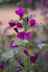 Obraz premium Purple flowers