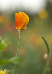 Orange flower