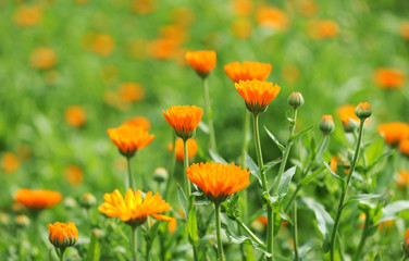 field of calendula