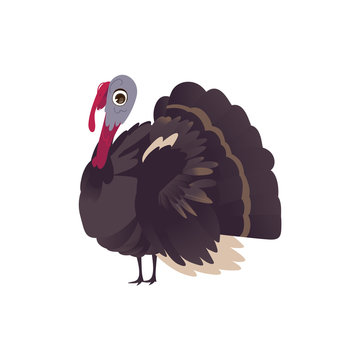 Funny big farm hen turkey, cartoon vector illustration isolated on white background. Cartoon style turkey character, Thanksgiving Day symbol