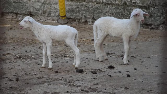 Ovis aries Hausschaf Pecora Domaća Sau&eth;f&eacute; &Pi;&rho;ό&beta;&alpha;&tau;&omicron; Cừu nh&agrave; Овца Owca Skaap Evcil koyun 綿羊 Pecore F&aring;r Ոչխար video Oveja ovca Pecorella گوسفند Sheep domowa Capretto Mouton 