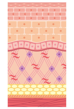 143 Best 皮下組織 Images Stock Photos Vectors Adobe Stock