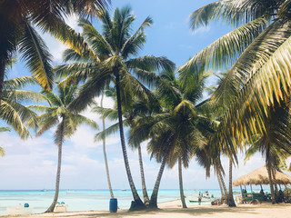 Fototapeta na wymiar Green palms raise up to the sky on the sunny beach
