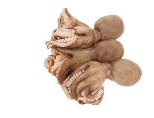 Fresh octopuses isolated