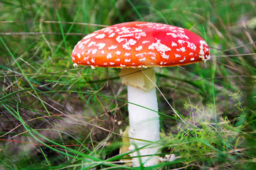 Amanita muscaria in the grass