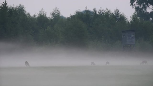 Rehwild im Morgennebel, Sommer