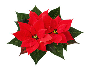 Christmas poinsettia flowers