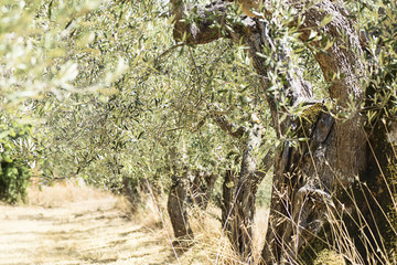 Antique olive tree gardens, Mediterranean olive