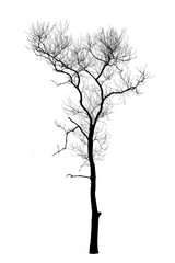 Dead tree branches isolated on white background