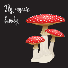 Three fly agaric mushrooms isolated on black background. Vector Illustration