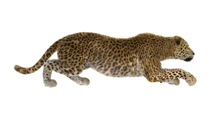 3D Rendering Big Cat Leopard on White