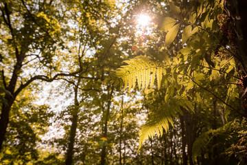 Fototapeta premium Urwald