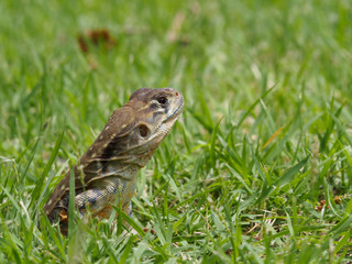 closeup head shot of Oriental garden lizard