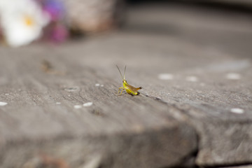 grasshopper
