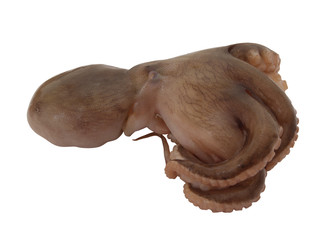 Fresh octopus isolated on white background