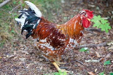 Un coq français